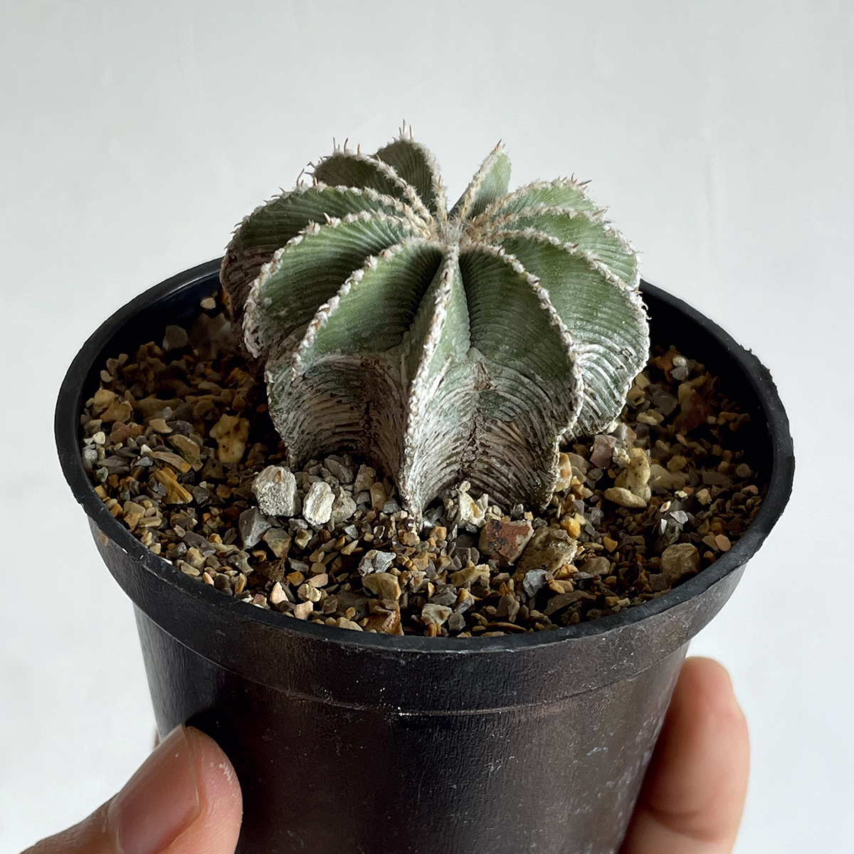 ヒントニー錦カキ仔自根
