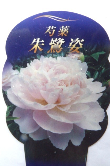 芍薬、2枚目確認様 やや傷や汚れあり】0229〇 600円開始♪しゃくやく・芍薬・シャクヤク