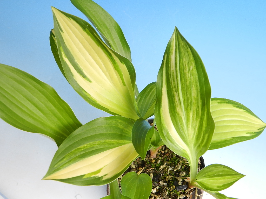 ロバスタティナ サンドのリーフレット