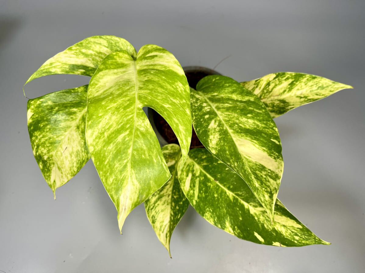 エピプレムナムピナツム ゴールデンフレイム　斑入り ZE 」エピプレムナムピナツム ゴールデンフレイム 斑入り Epipremnum