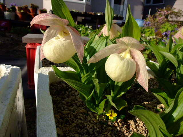 山野草 アツモリソウ ウラシルケンス 花芽1