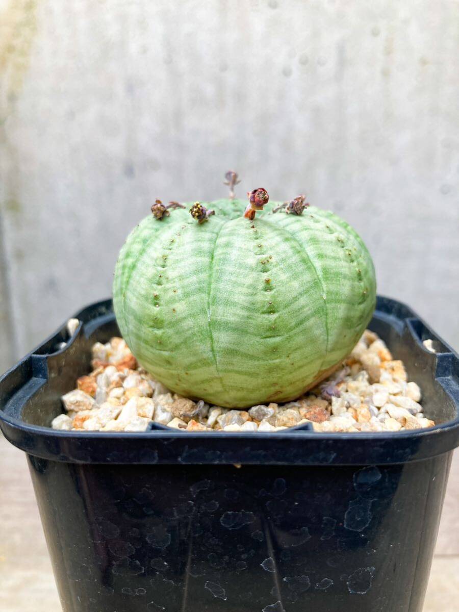 未使用】Euphorbia symmetrica F165【白肌・雄株】ユーフォルビア