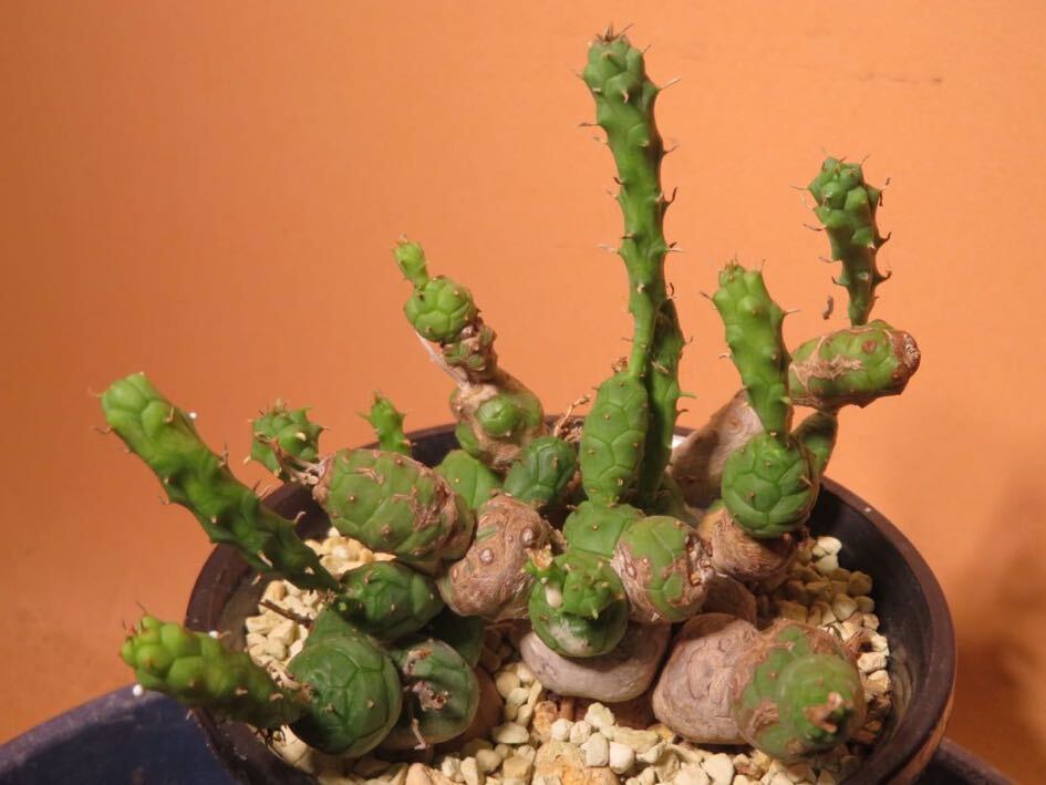 ユーフォルビア アルデルクリ 群生株① サボテン 多肉植物