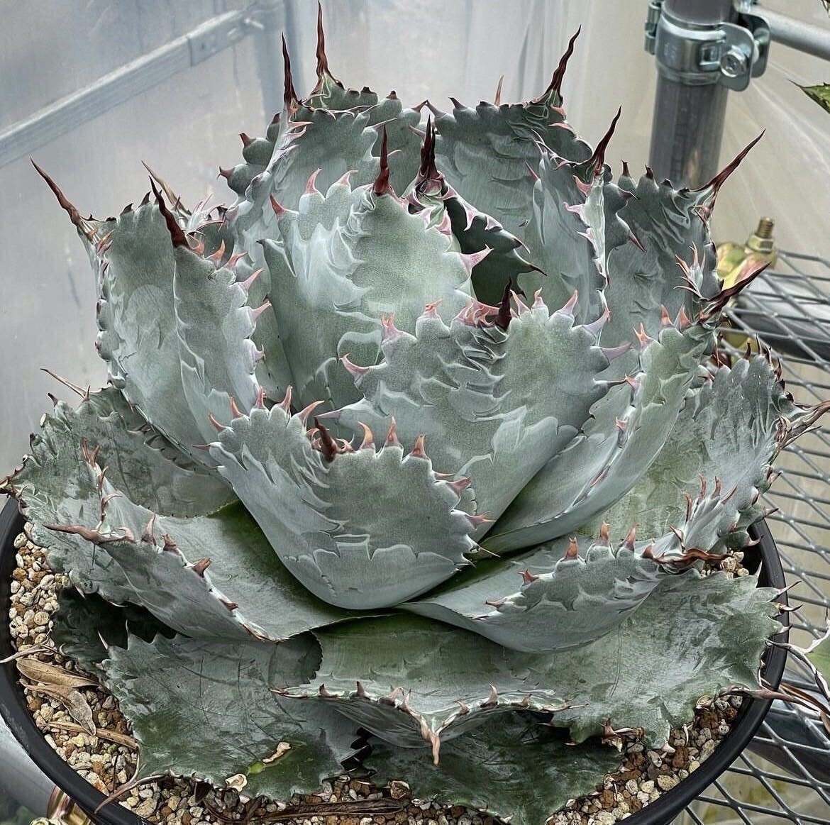 12日まで値引きパライシ　パラサナ✖️イシスメンシス 12日まで値引きパライシ パラサナ✖️イシスメンシス 12日まで値引き