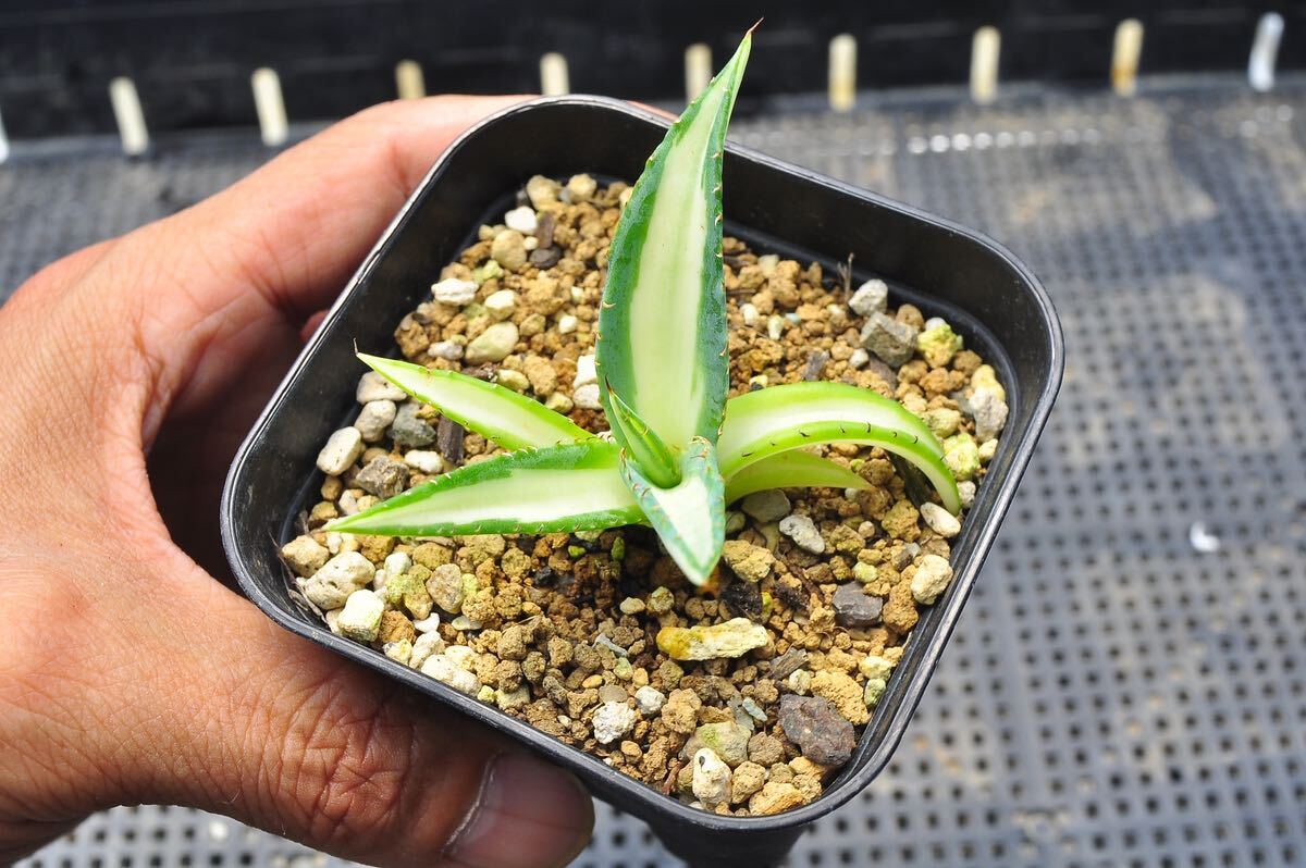 ユッカ ロストラータ 種 植物検疫証明書あり 500粒+@