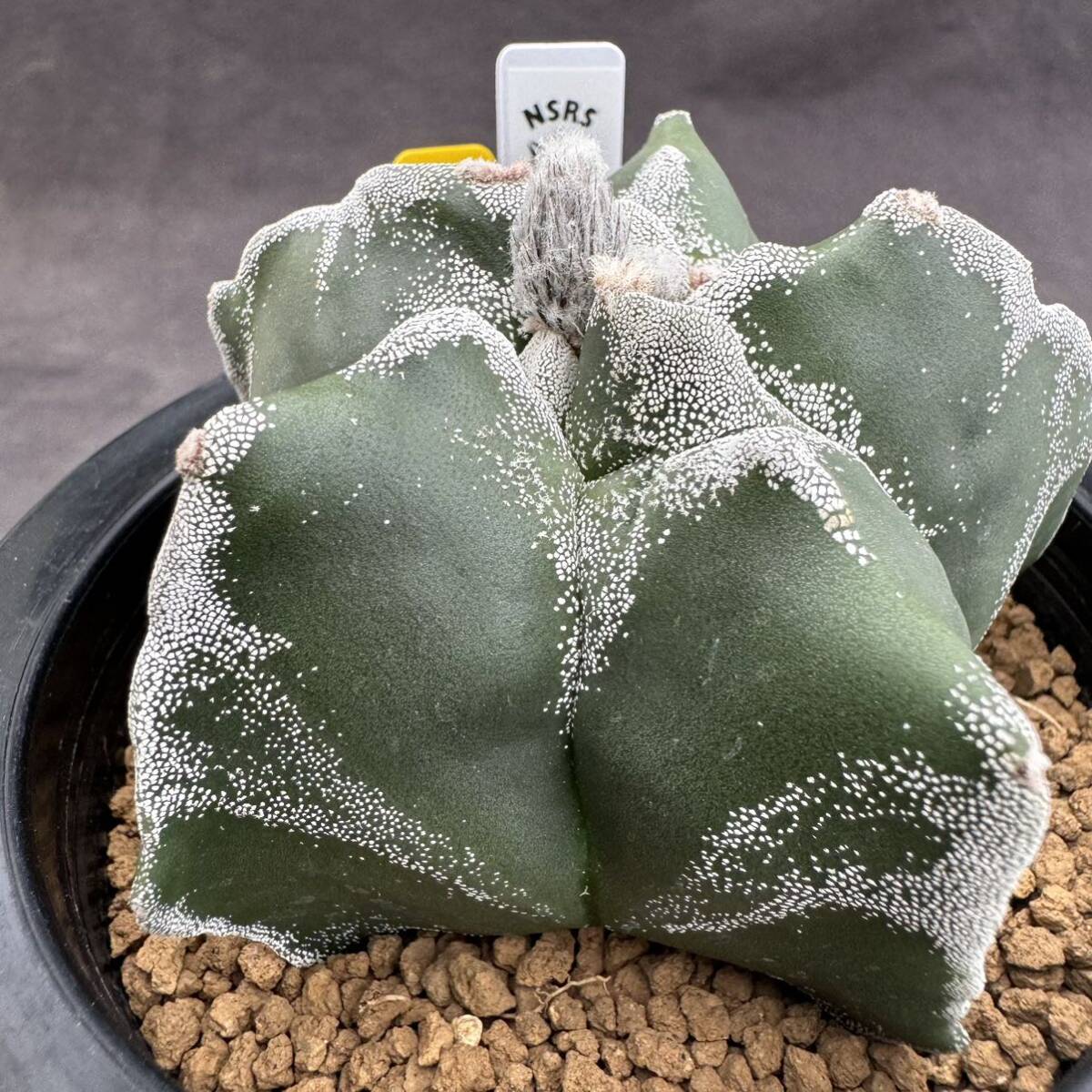 特大 古株 アストロフィツム ランポー 鸞鳳玉 巨大古株 ランポー アストロフィツム 鸞鳳玉 【公式通販】