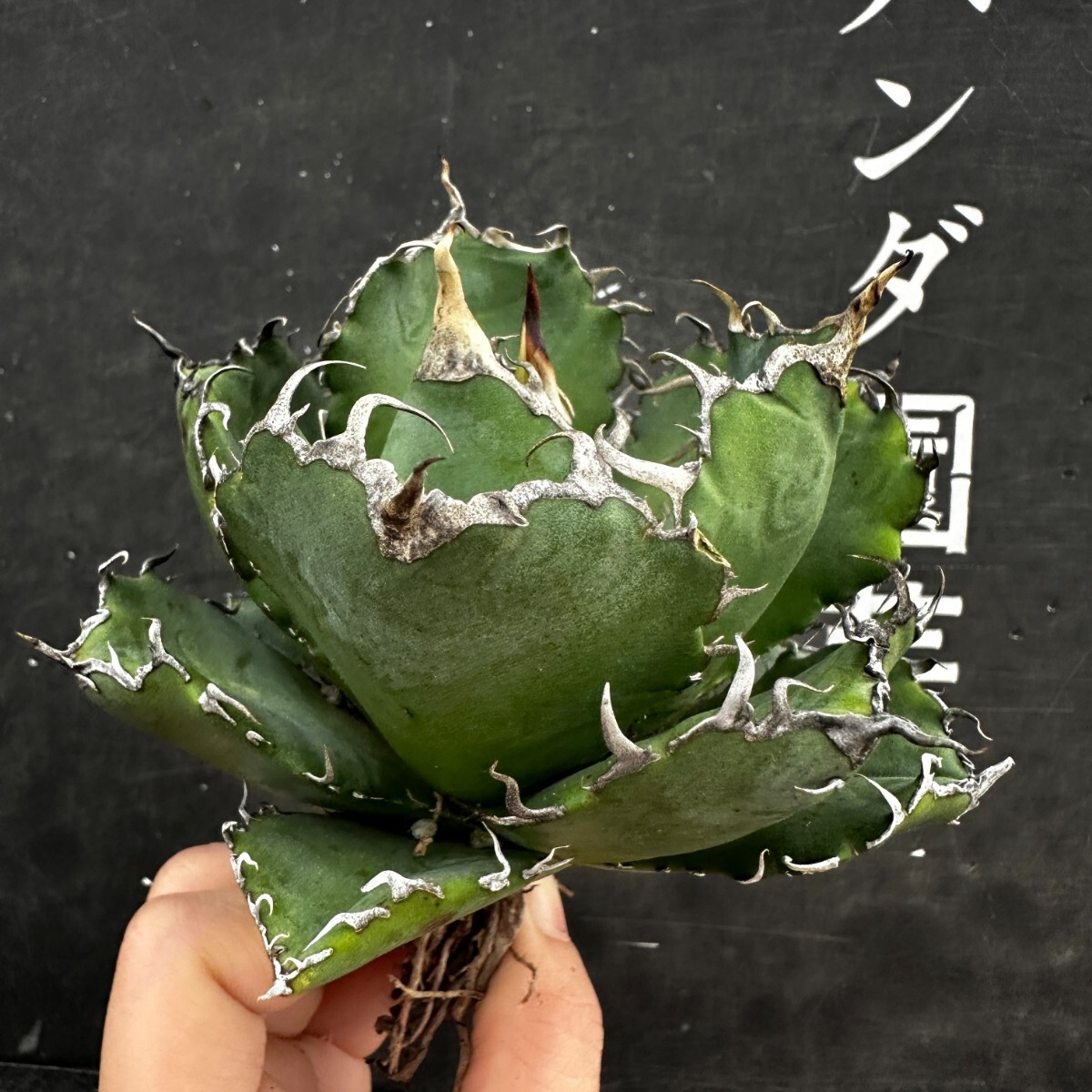 アガベチタノタ白鯨牡丹葉 短葉強棘 アガベチタノタ白鯨牡丹葉 短葉強棘