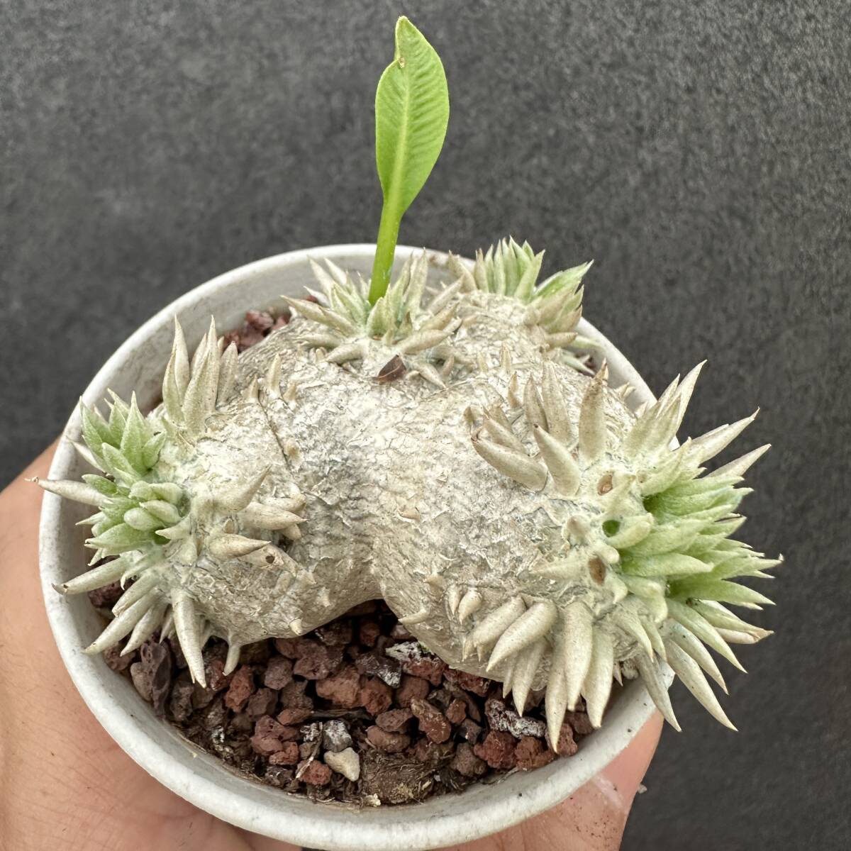 自家採取[種 8粒]黄色花 恵比寿笑い 塩っぱい パキポディウム 種
