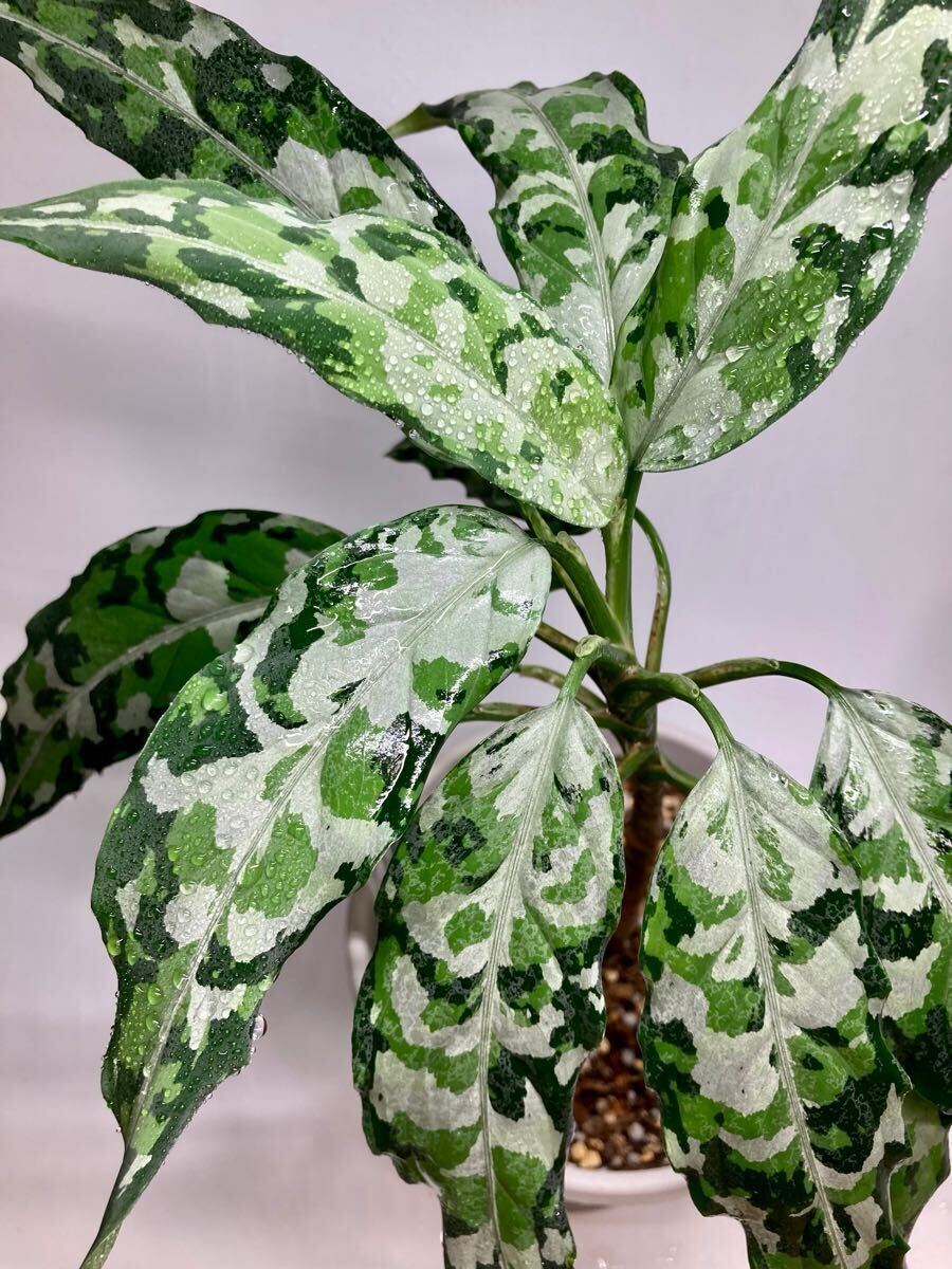 ◇RGL◇ 現地便 南スマトラ産 ワイルド株 アグラオネマ ピクタム トリ