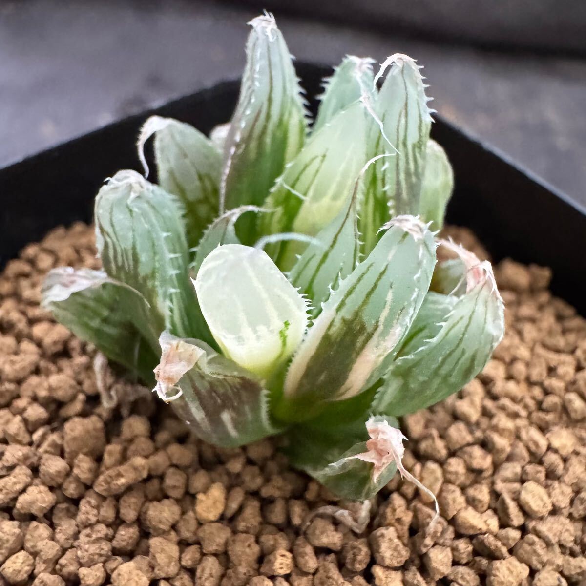 ≧∇≦）多肉植物 ハオルチア オブツーサ錦別系 カキ仔