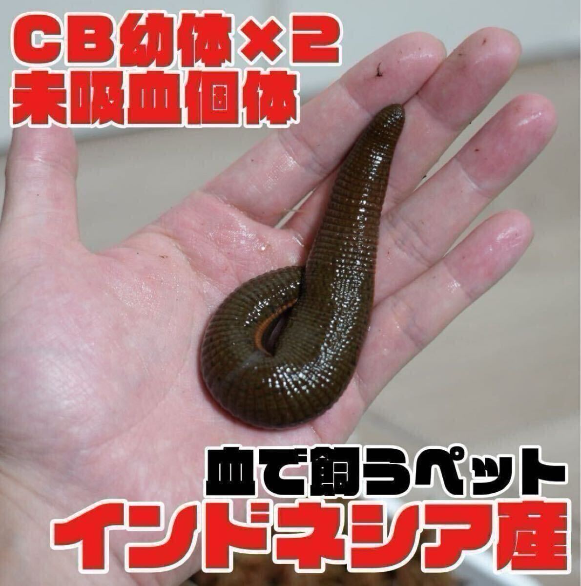 ネッタイチスイビル Hirudinaria manillensis 2匹◇ ヒル 吸血蛭