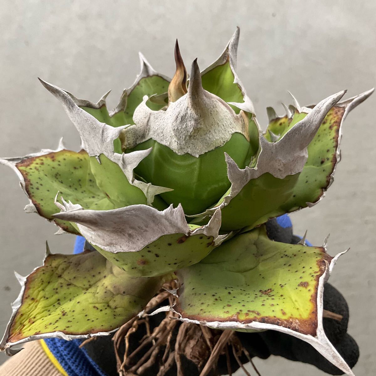 アガベチタノタkelly clone 子株 / 白犀牛 トリケラトプス 【公式通販】