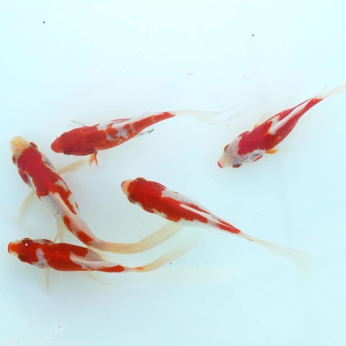 金魚王子】桜錦 11cm前後 (個体番号：vfr680) | 金魚,らんちゅう