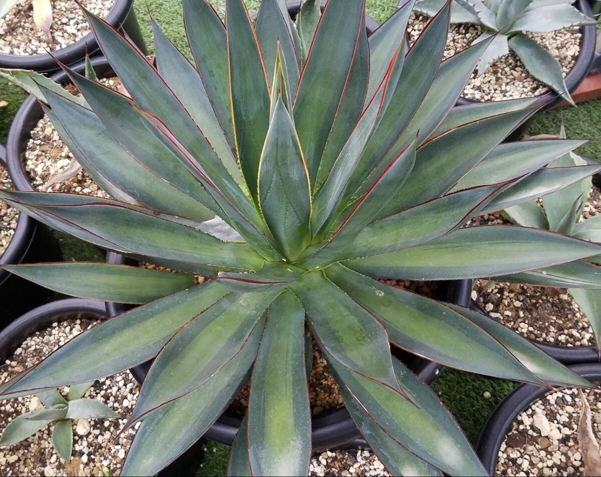 アガベ パリートランカータ オリザバ 錦 斑入り 多肉植物