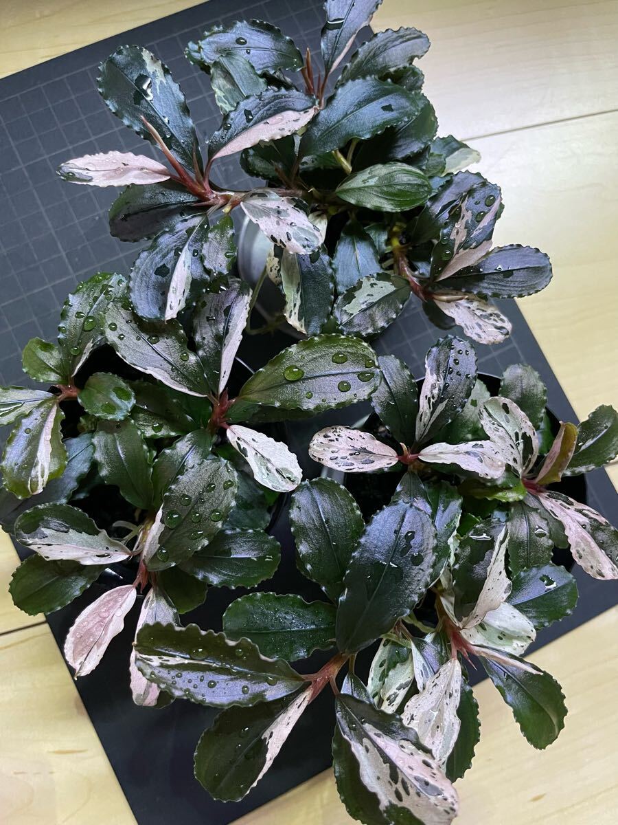 【LA便】ブセファランドラ Bucephalandra Murung raya Bucephalandra sp Murung raya【LA0515-03】ブセファランドラ