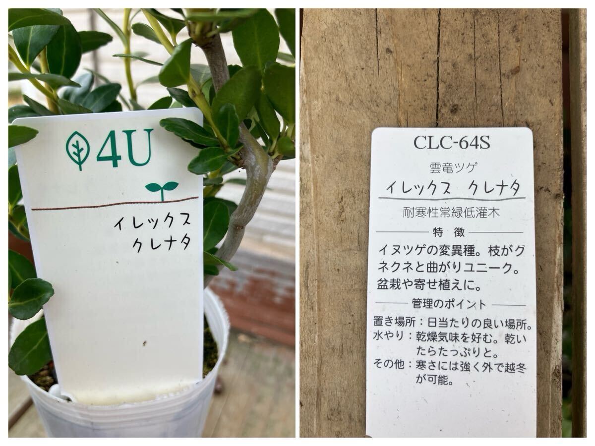 岩波文庫　青春 上中下巻一括　小栗風葉　復刊帯カバー　未読美品 岩波文庫 青春 上中下巻一括 小栗風葉 復刊帯カバー 未読美品 2025