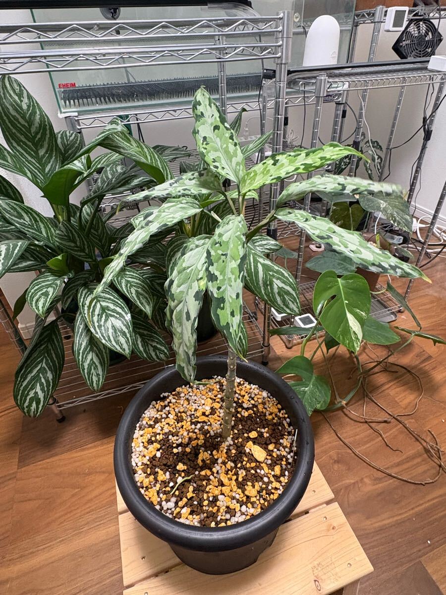 c-3】ソテツ(胴切り株)