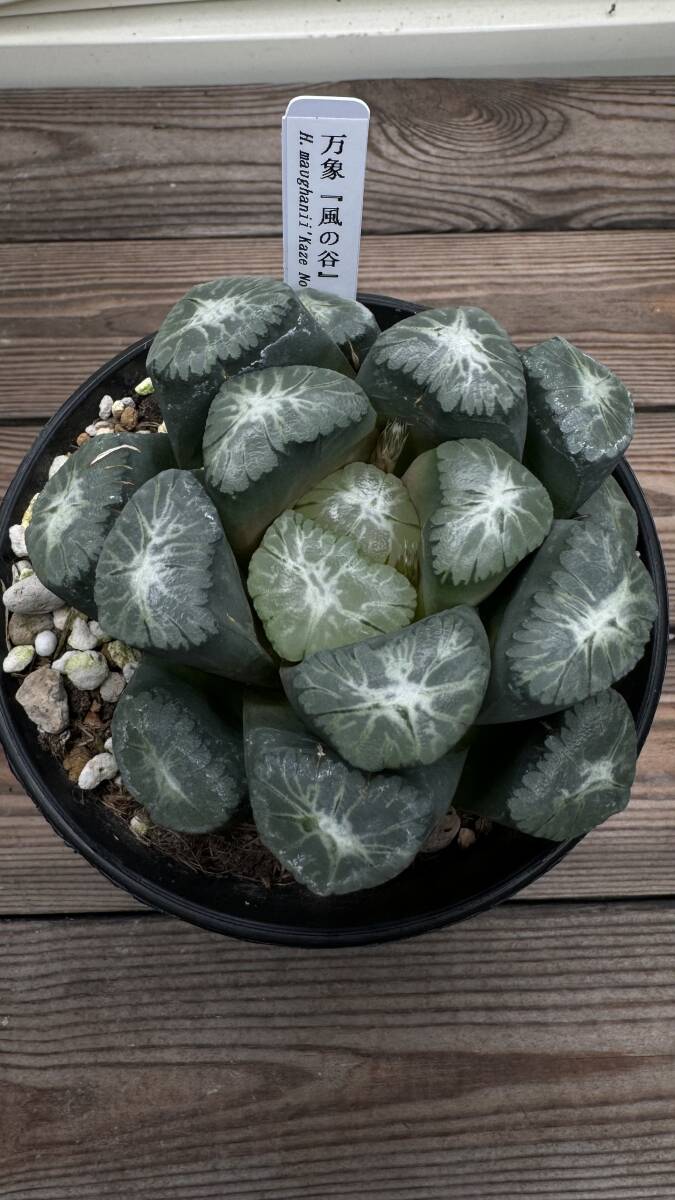 3 ハオルチア パンドラピクタ錦