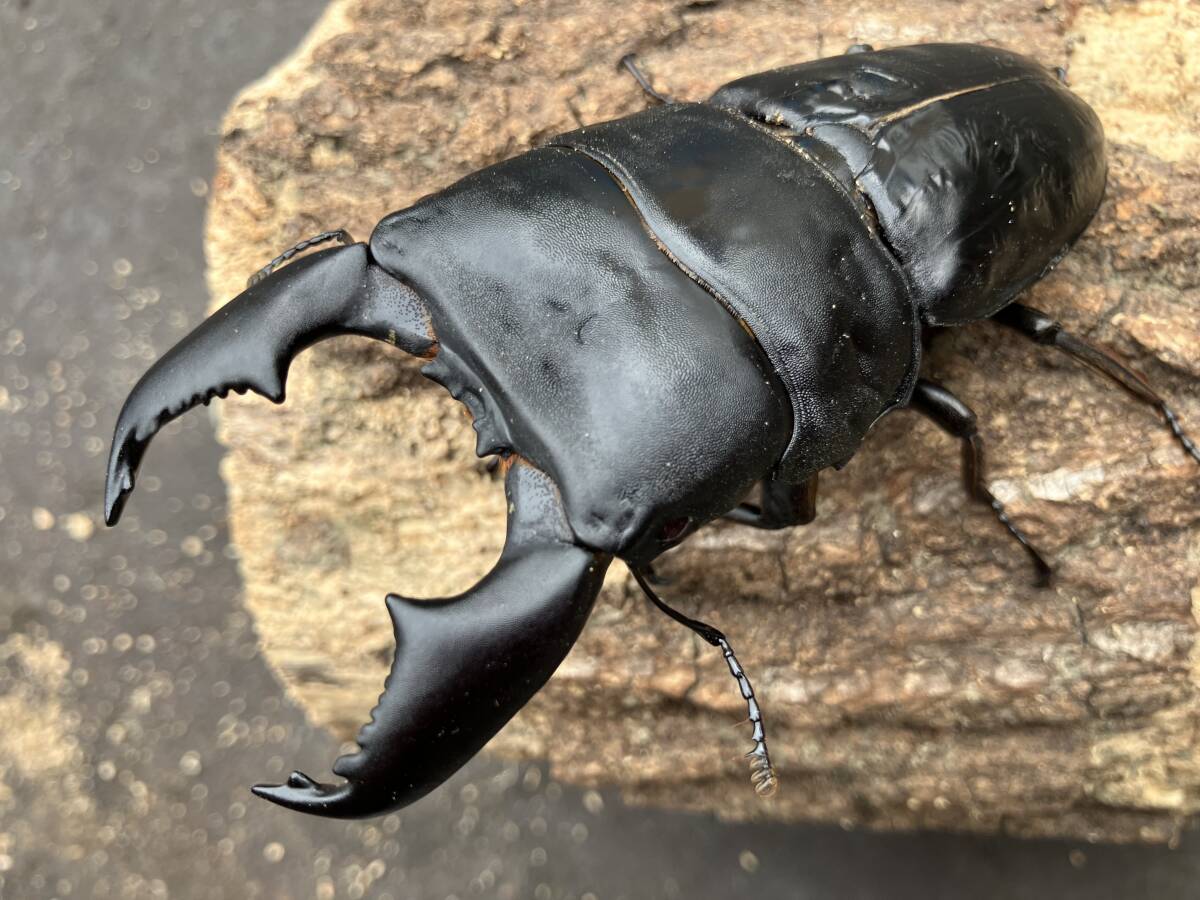 顎幅１５mm【パンタナール血統】スマトラオオヒラタ５２.３mm♀単 ハーキュリーT最高峰 | kdm64btのブログ