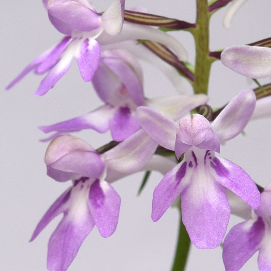 i1188-02銘品「炎龍」 ウチョウラン（山野草 ウチョウラン イワチドリ