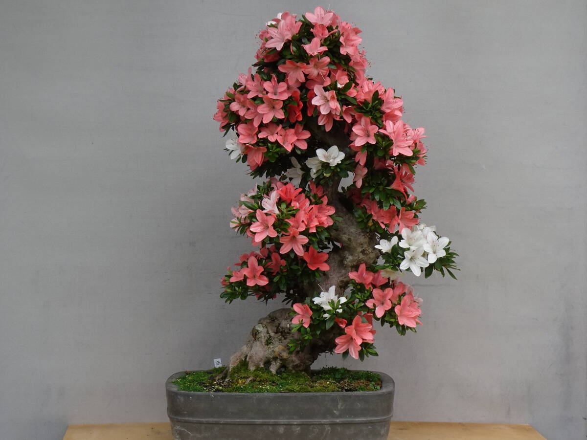 趣味のさつき】 古花の人気品種の太物 「旭の光」 新木