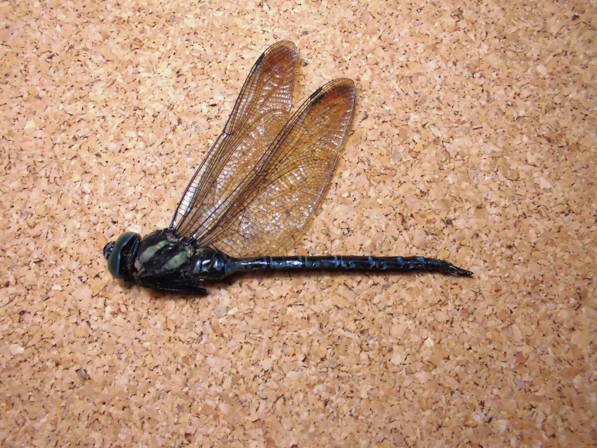 トンボ 標本 ネアカヨシヤンマ ペア 昆虫 標本の落札情報詳細 - Yahoo