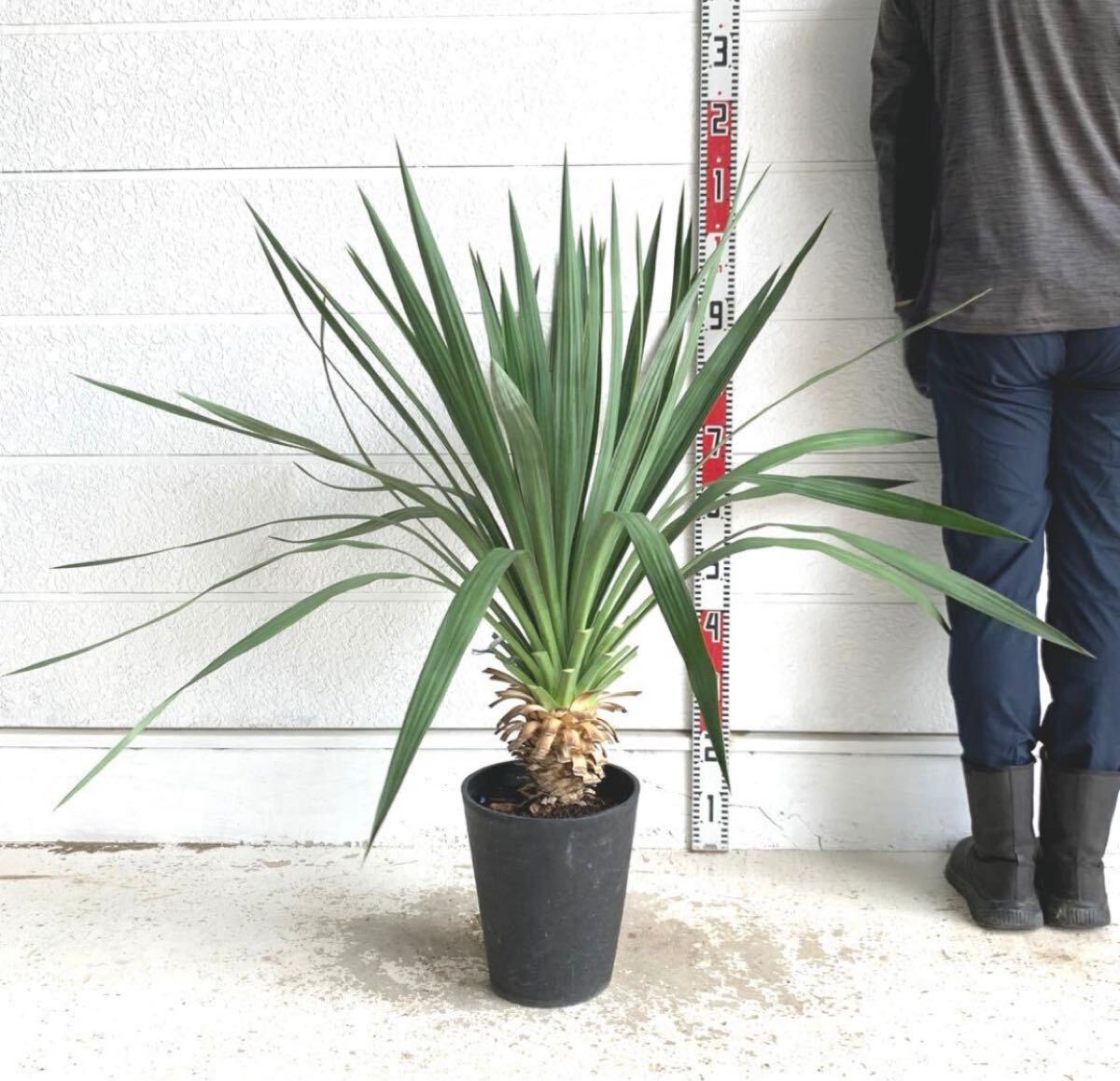 キミガヨラン ユッカラン グロリオサ Yucca ユッカ ドライガーデン