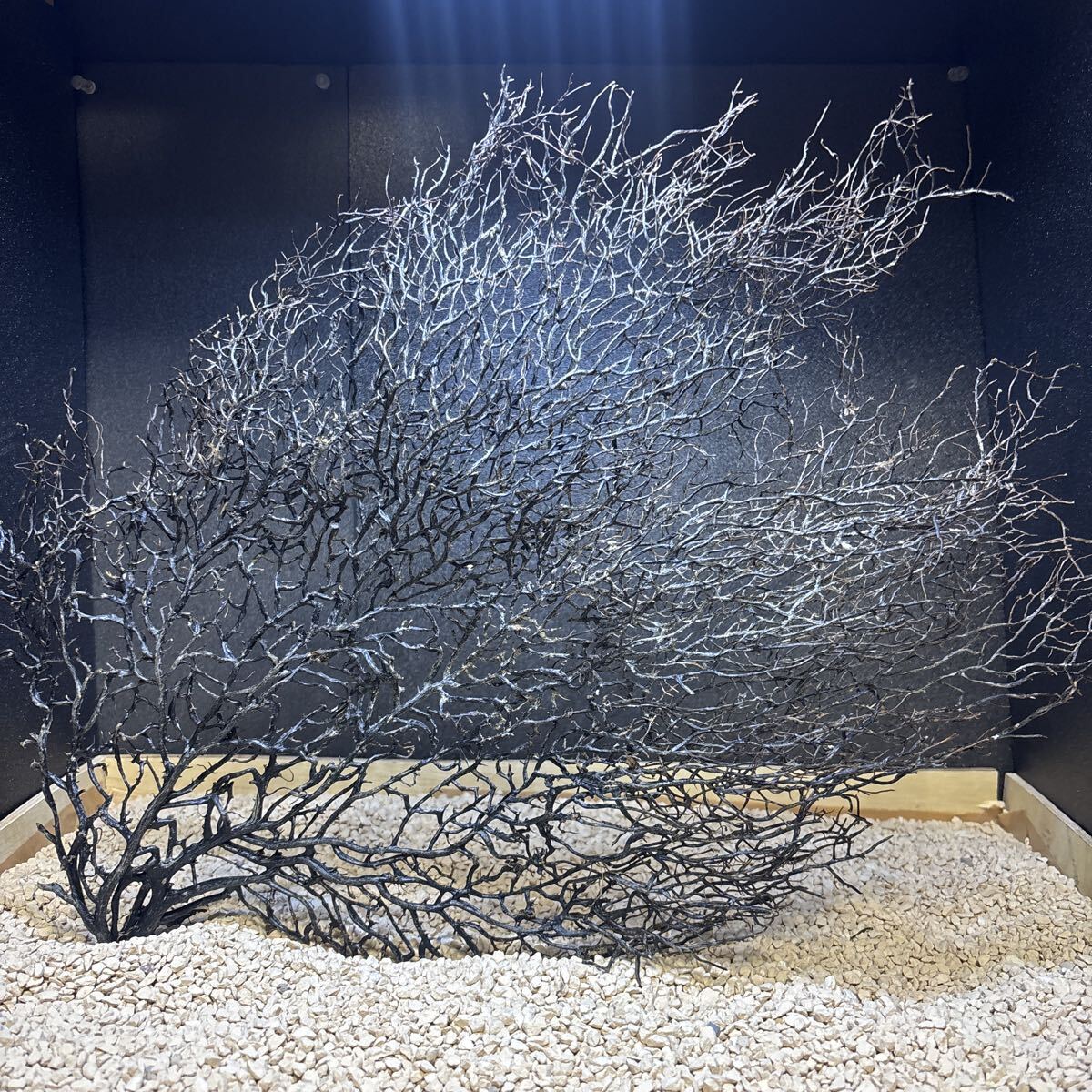 新品】【希少】黒珊瑚 珊瑚礁 18g 装飾品 加工品材 原木 宝石 水槽