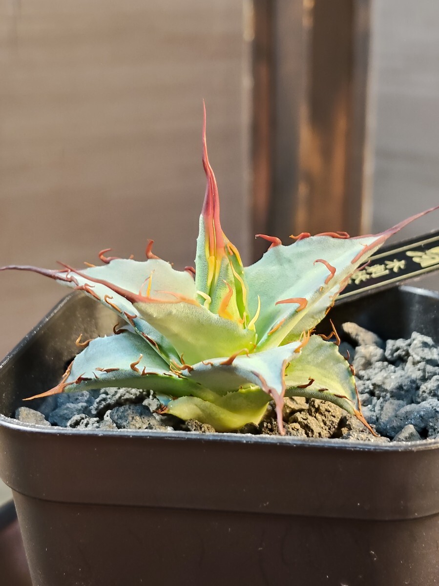1円スタート】Agave xylonacantha 'Blue' / アガベ キシロナカンサ