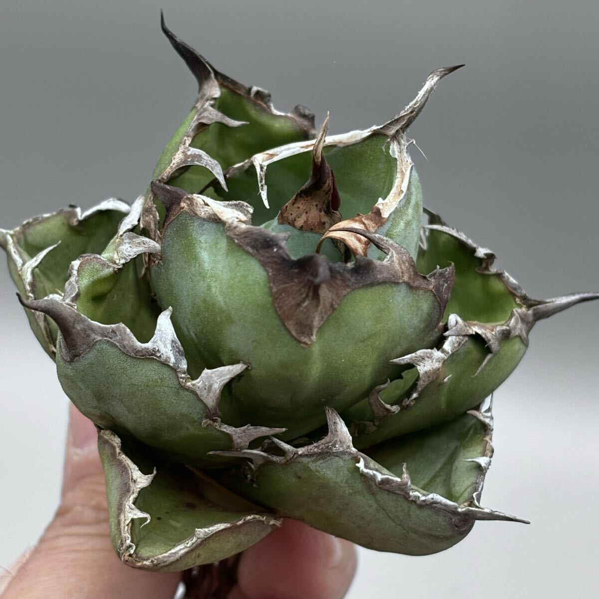 アガベ チタノタ ブラックアンドブルー コンパクト agave titanota