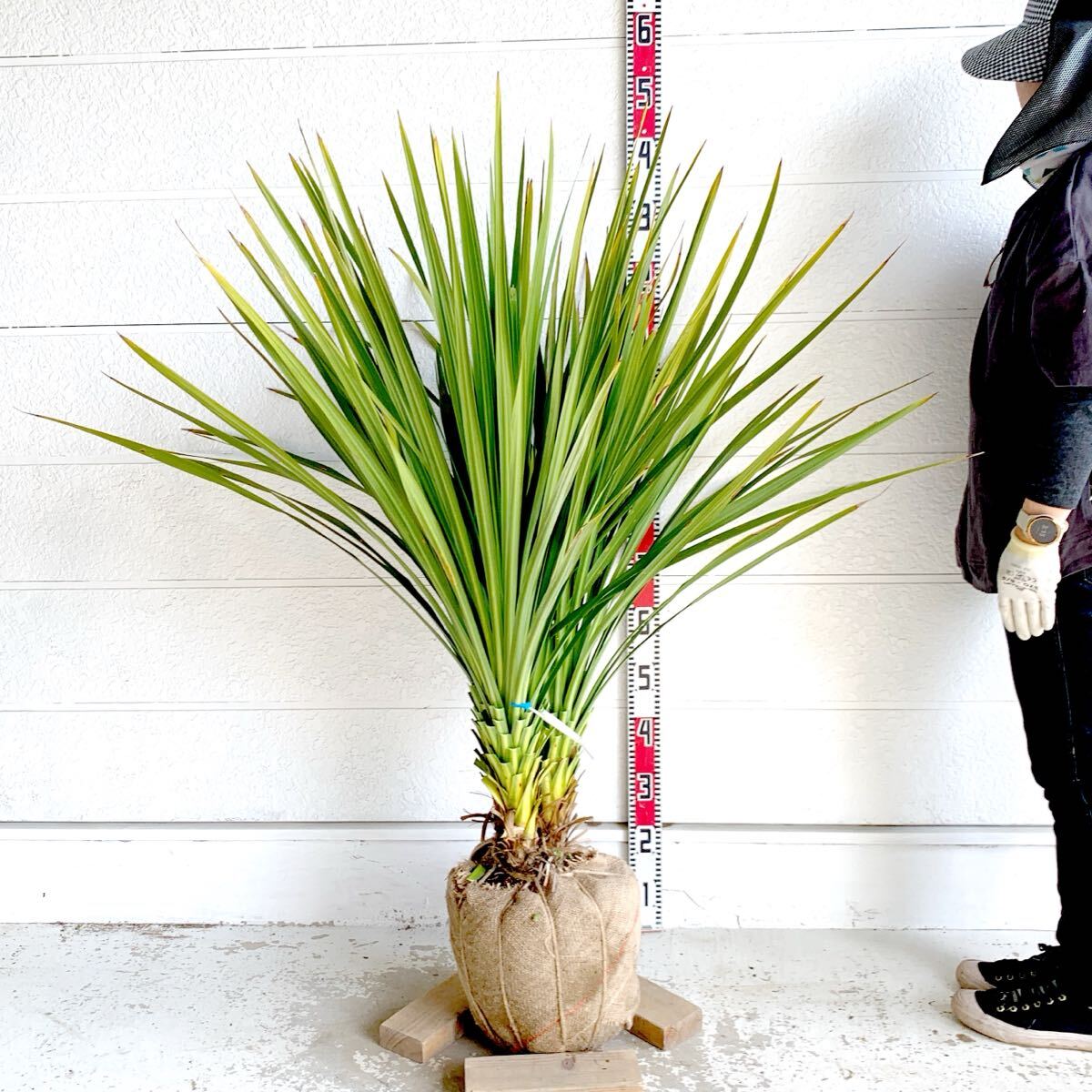 新品】耐寒性強！地植え出来る☆柱サボテン！特大！南国 リゾート 多肉