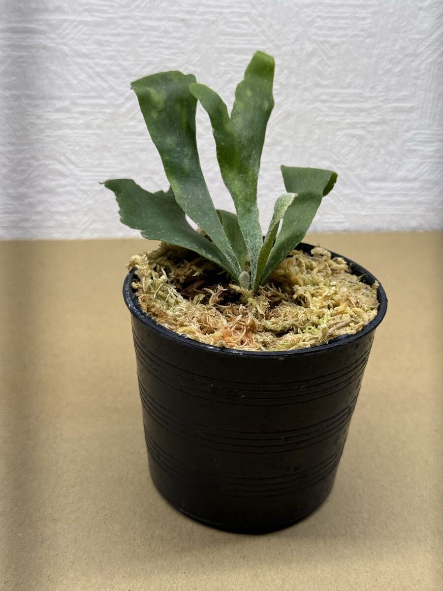 新品】P.Silver Banbi (P.veitchii × P.bifurcatum) @bikamori.com