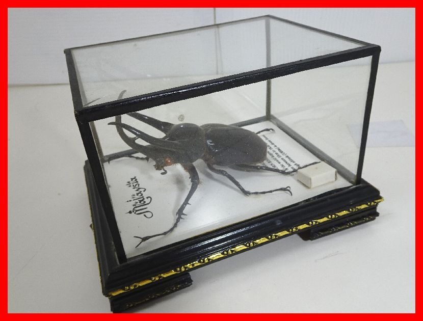 新品】後食開始しました。 マレーシア産 マレーコーカサスオオカブト