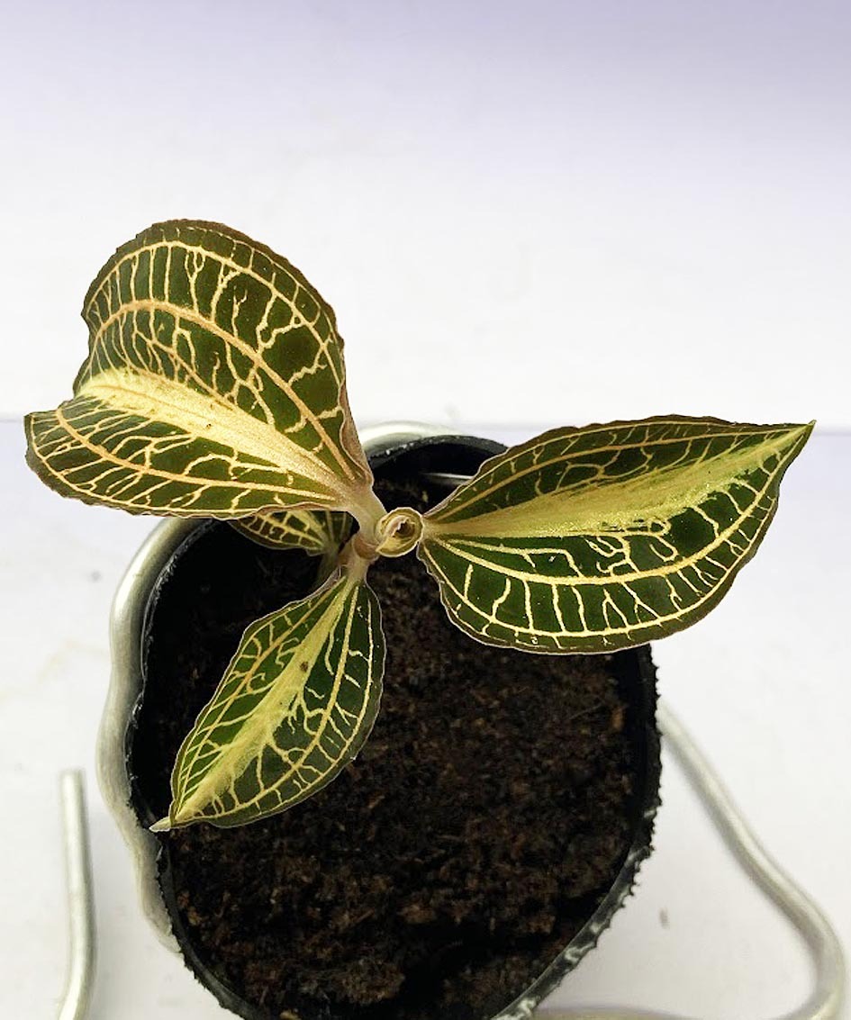 新品】【赤脈ジュエルオーキッド】Anoectochilus reinwardtii ◇タグ