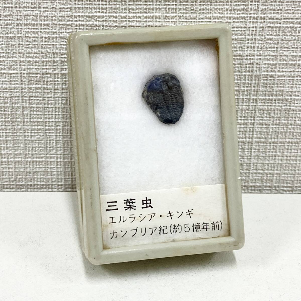 ☆古代化石 三葉虫 5.8㎝ カンブリア紀☆の落札情報詳細 - Yahoo