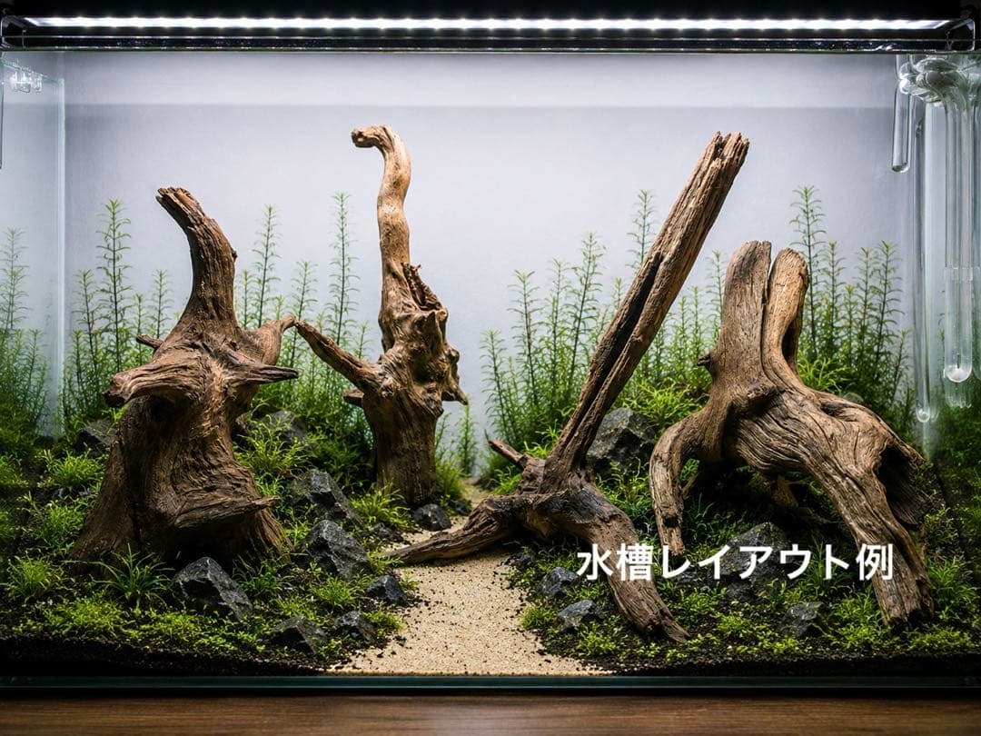 ADA ブランチウッド（正規品）流木レイアウト 二組の落札情報詳細