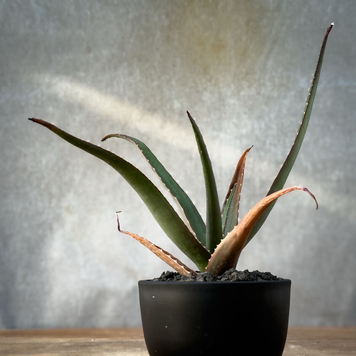送料込み全国一律// アロエ バオサンダ ヴァオサンダ Aloe vaotsanda