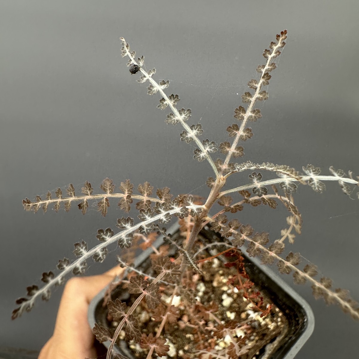 新品】◇ボスウェリア ソコトラナ -1◇サボテン・多肉・観葉の落札情報