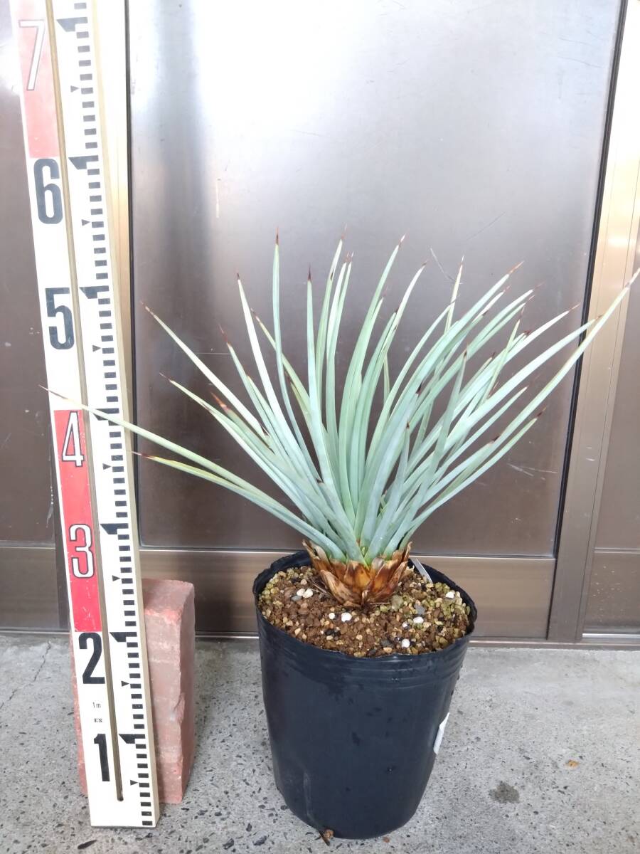 新品】762ユッカ・ウィップレイYucca whipplei種子x5ブルー食用ユッカ