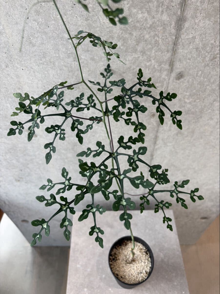 新品】○植物 Adenia perrieri アデニア ペリエリ // 多肉 サボテン