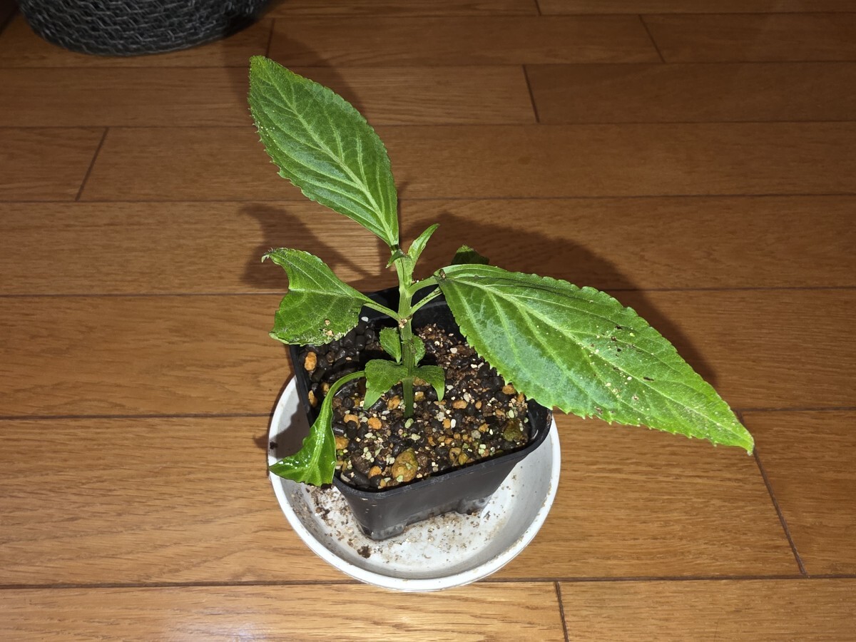 新品】レア観葉植物！〇サルビア・ディビノラム大株80サイズ〇Salvia