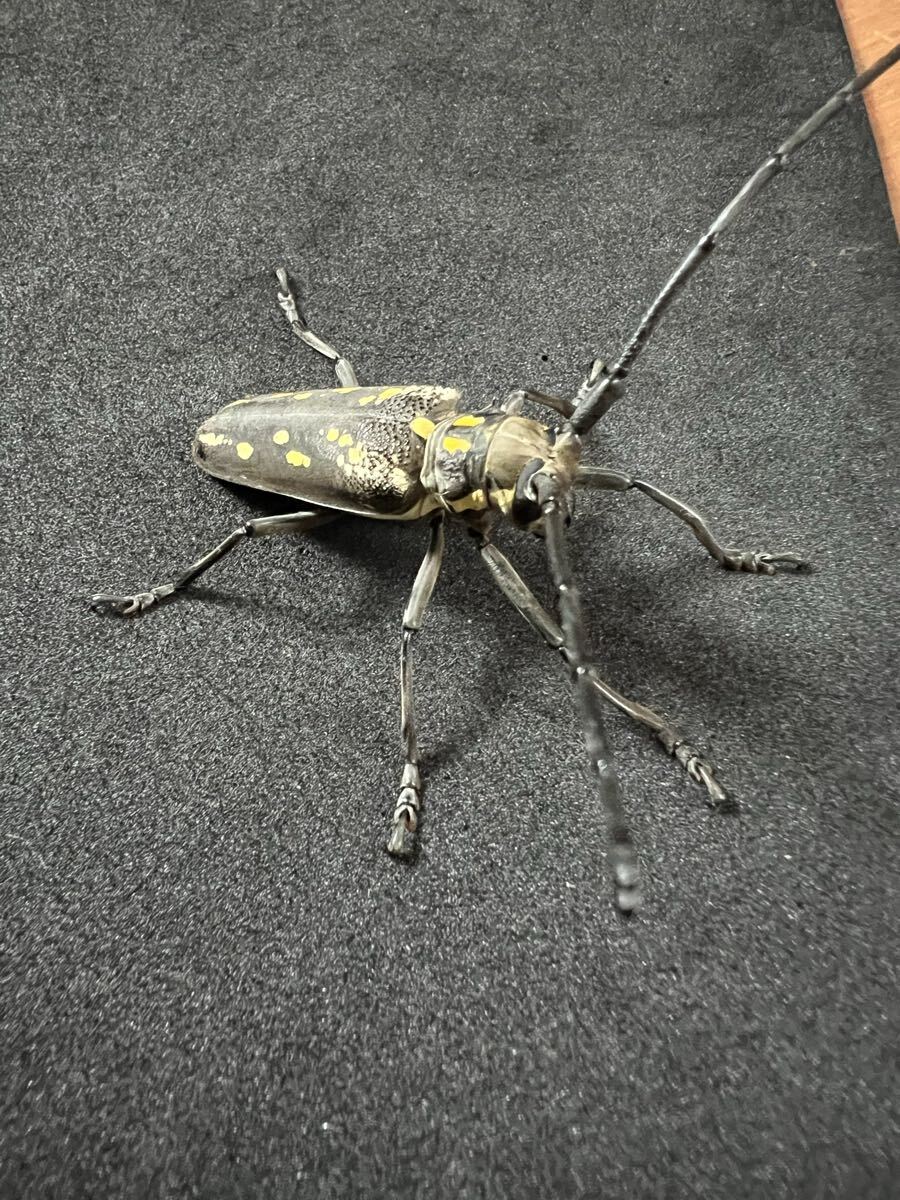 新品】シロスジカミキリ最大種 ウォーレス・シロスジカミキリ超特大 85