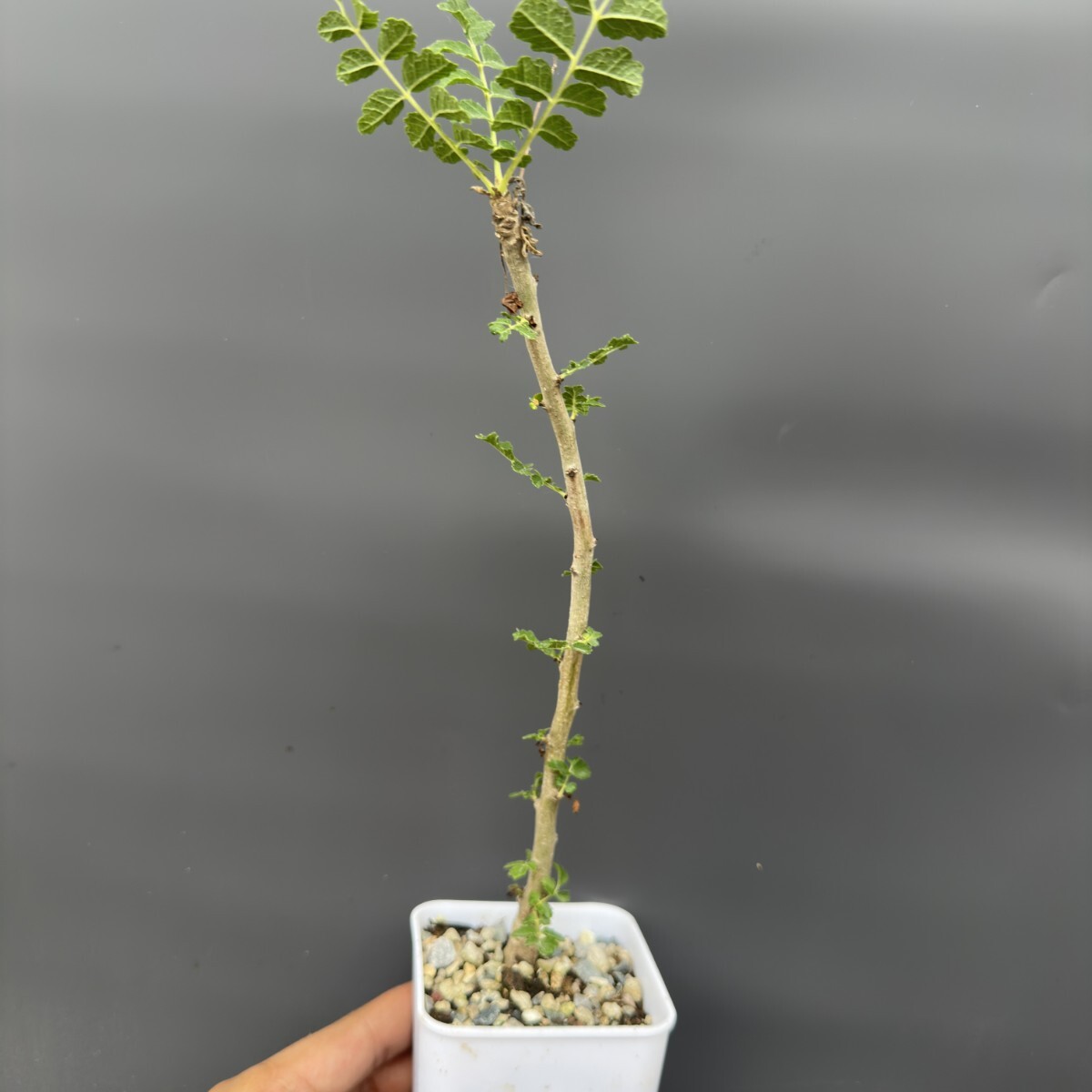☆ボスウェリア フレレアナ Boswellia frereana Somalia Puntland産
