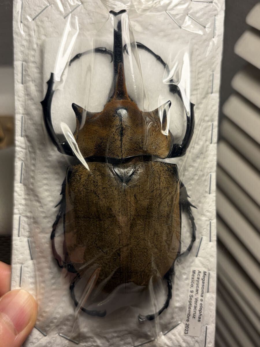 新品】超良型コーカサスオオカブト 標本 外国産昆虫標本の落札情報詳細
