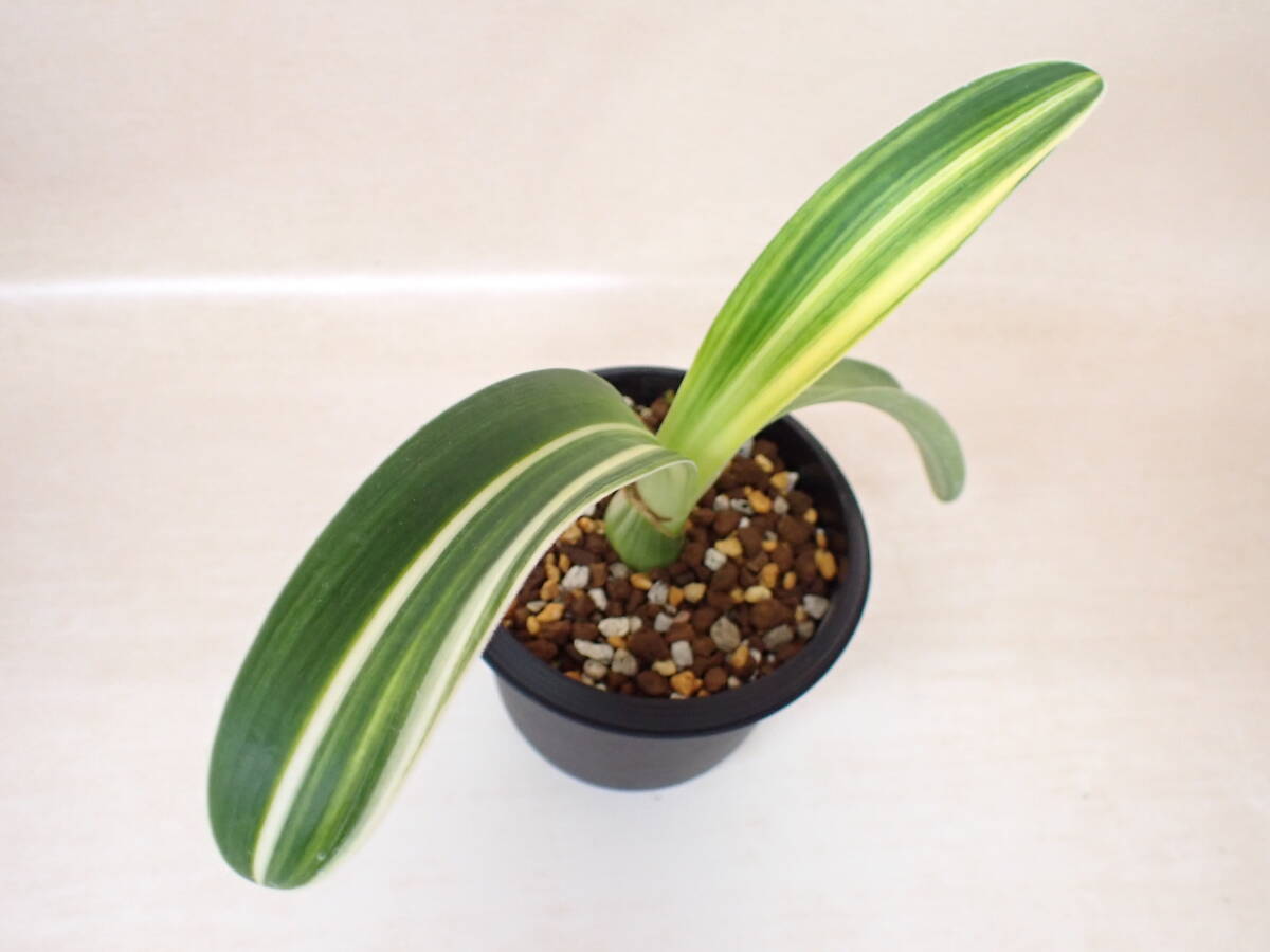 植物】斑入りマユハケオモト☆多肉植物☆ハエマンサス【斑入り