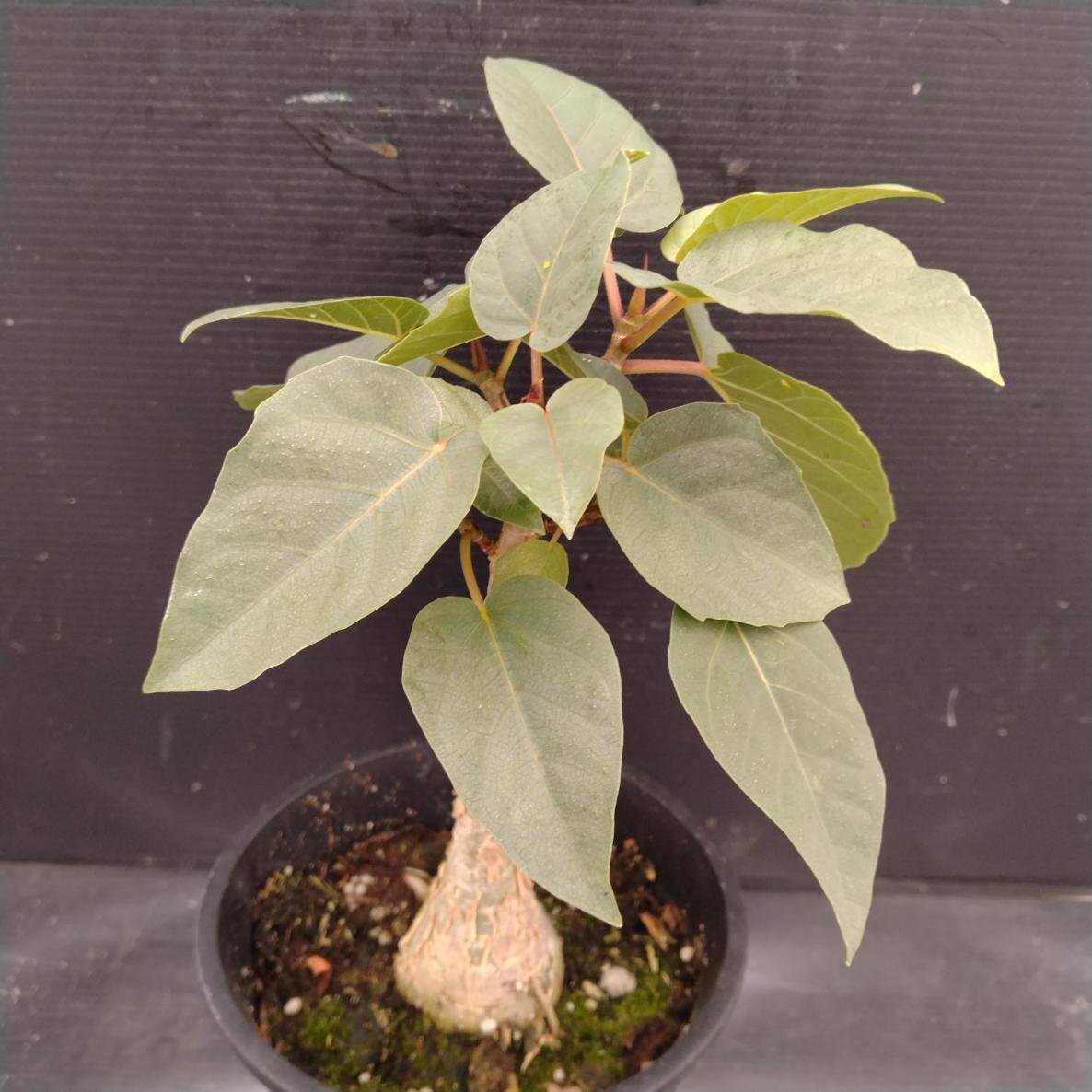 フィカス・パルメリー Ficus palmeri 長期作り込み株の落札情報詳細