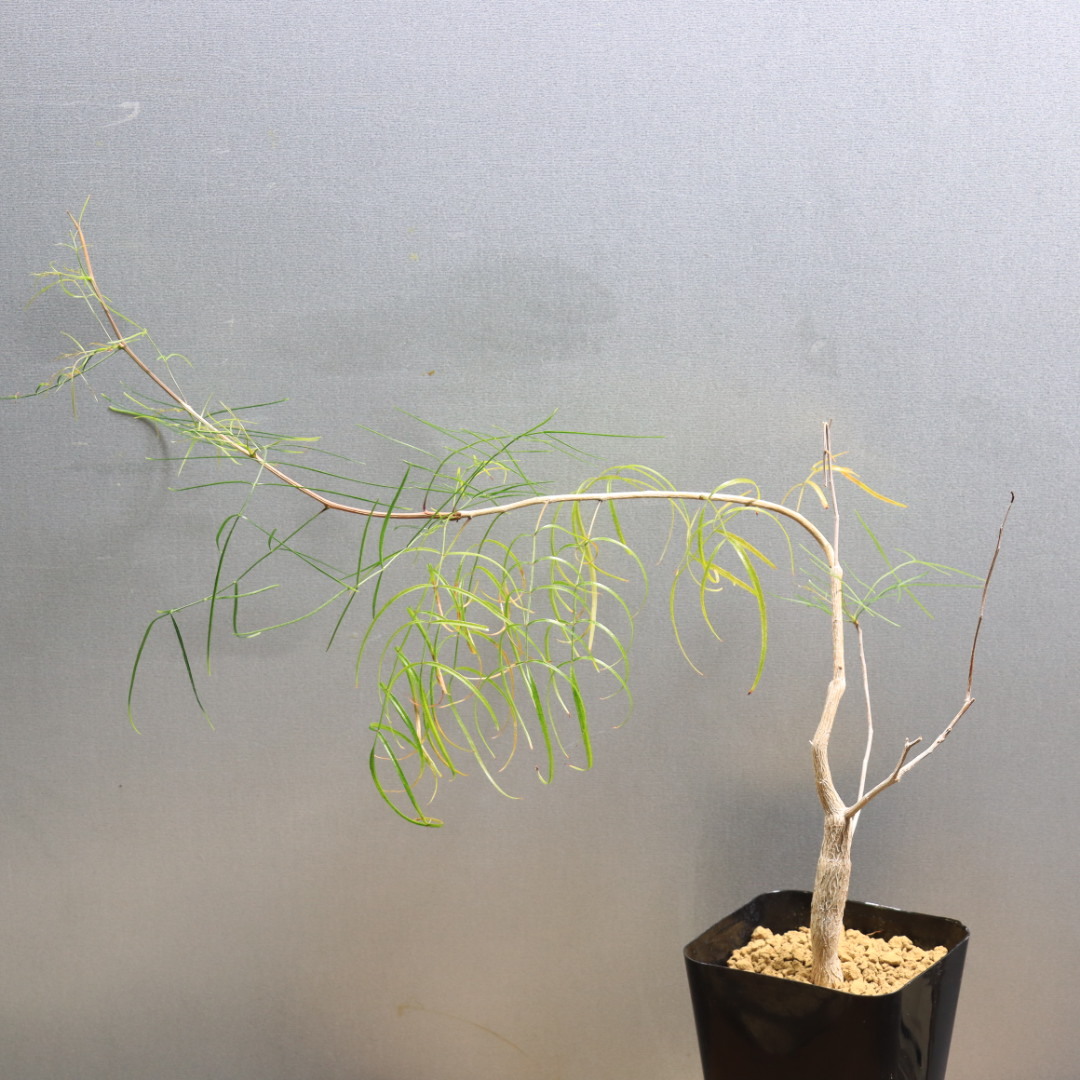 新品】Bursera paradoxa(ブルセラ・パラドクサ)種子 5粒 【送料無料