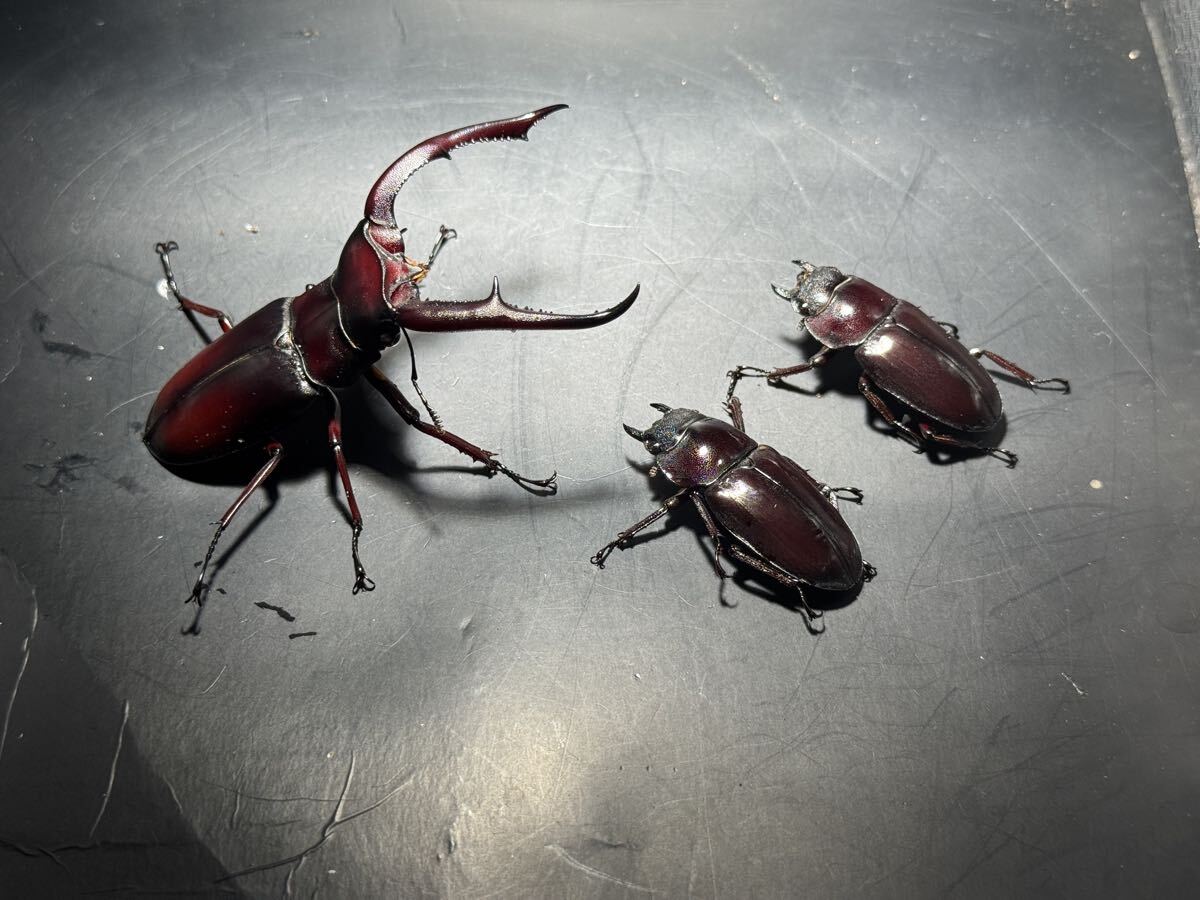 新品】 【 標本 】非常にスタイルが良い マンディブラリスフタマタ