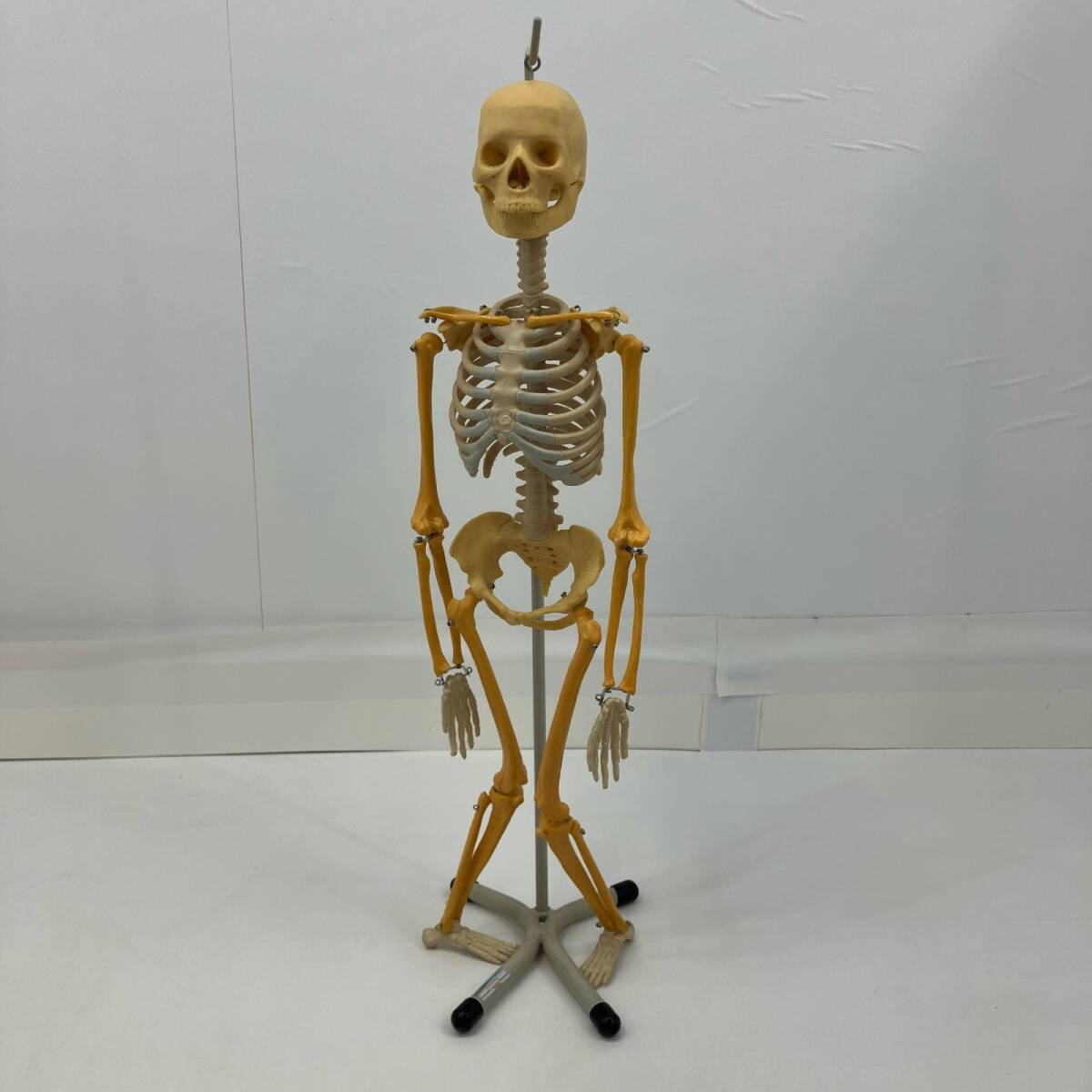 寄生虫 古い 人体主要寄生虫模型 廃病院 人体模型 内臓疾患・寄生虫