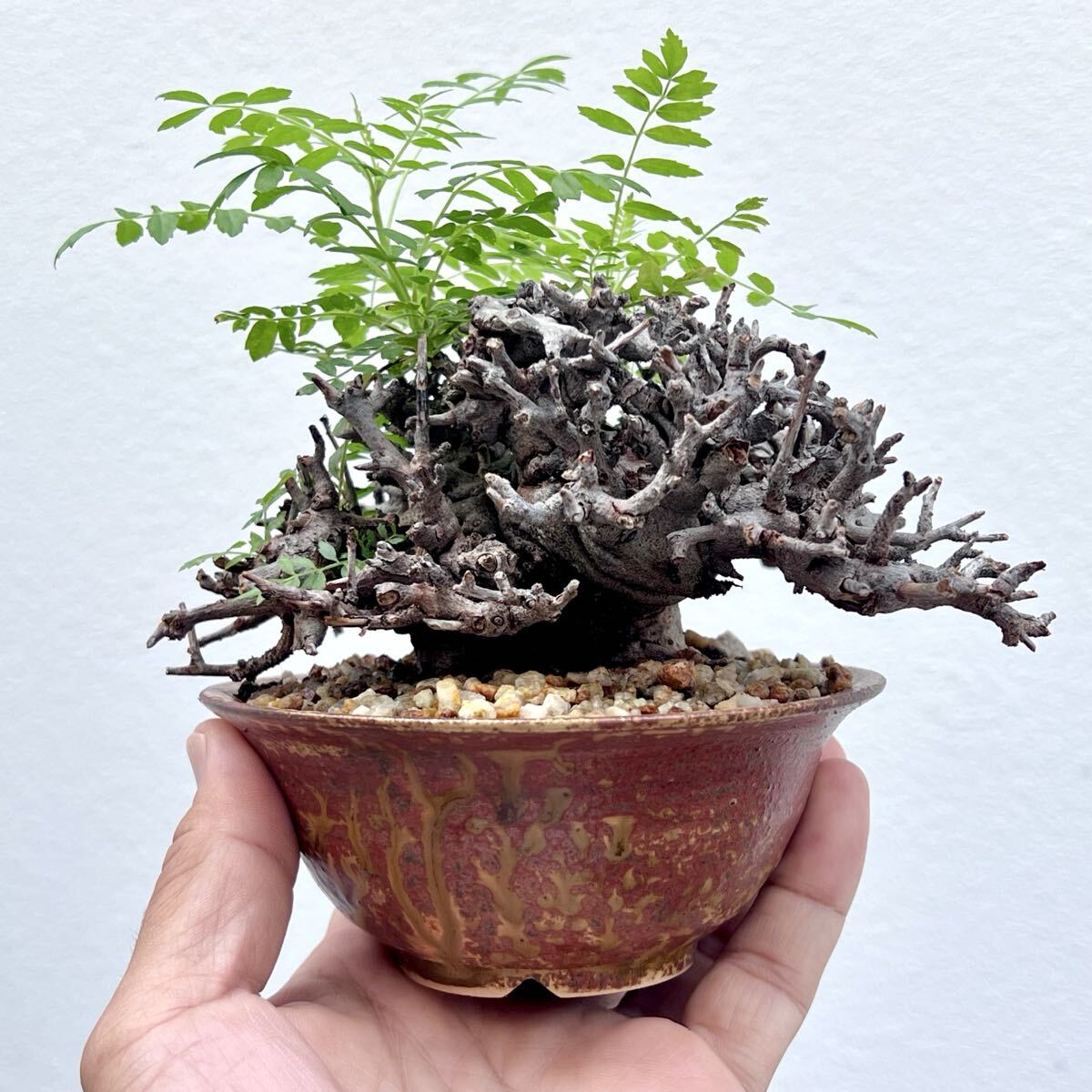 画像参照】多肉植物 42 Boswellia rivae 巨大良形 ボスウェリア リバエ